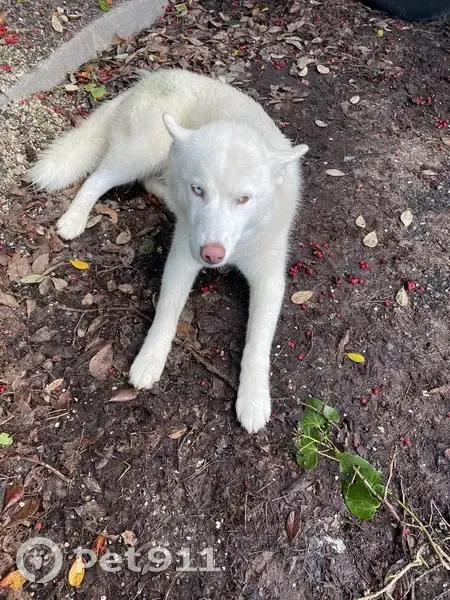 Husky bicolore perdu à La Réole - photo