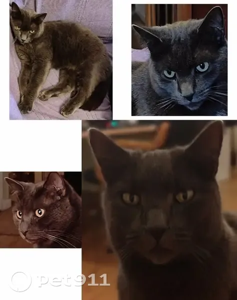 Chartreux perdu à Mougins - photo