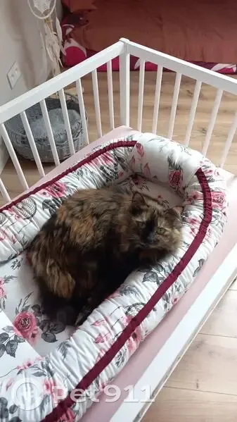 Chatte écaille perdue à Escoutoux - photo