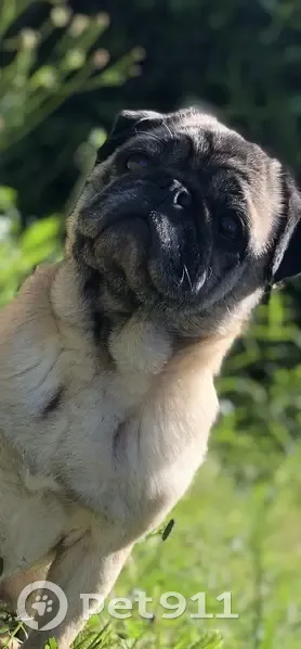 Chienne âgée perdue à Gauriaguet - photo
