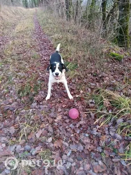 Chien Uliana disparu à Turenne - photo