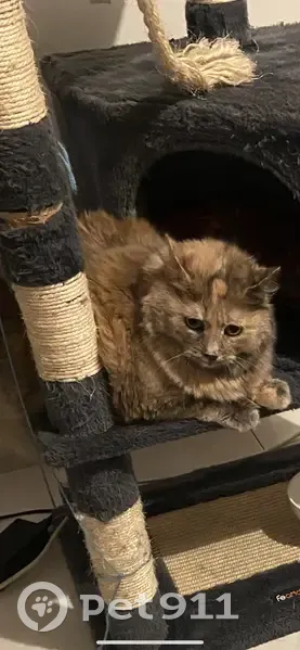 Chat écaille vert disparu à Argenteuil - photo