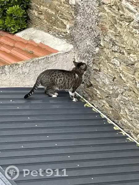 Chat mâle perdu à Longes 4140 - photo