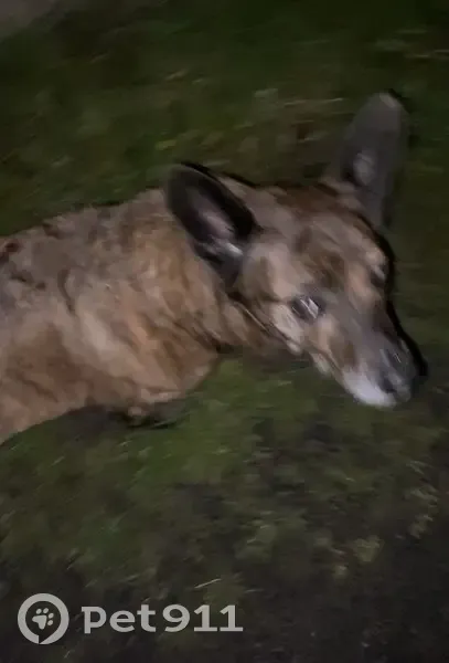 Chien marron/noir affectueux trouvé - photo