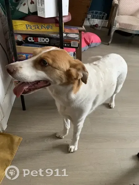 Chien croisé trouvé à Romagnat - photo