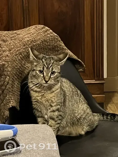 Chaton tigré perdu à Meximieux - photo