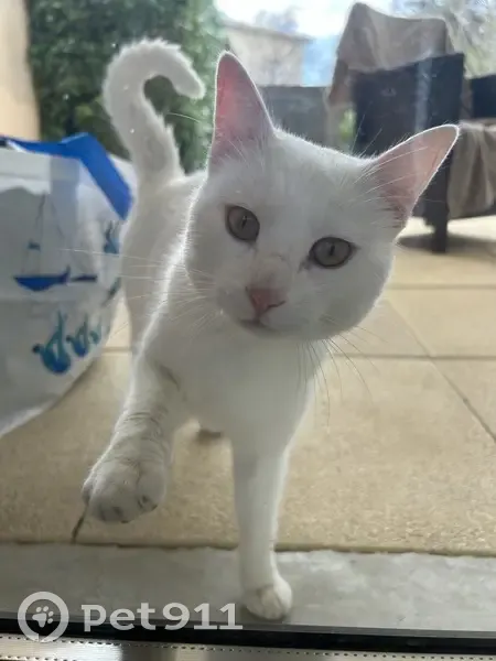 Chat blanc mâle perdu - Montélimar - photo
