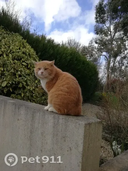 Chat retrouvé à Sainte-Suzanne - photo