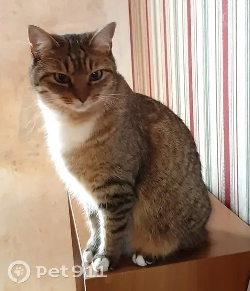 Chat tigré perdu au Creusot - photo