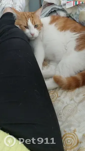 Chat Roux et Blanc Perdu à Limoges - photo