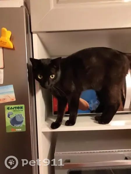 Chat Bandit disparu à Janville - photo