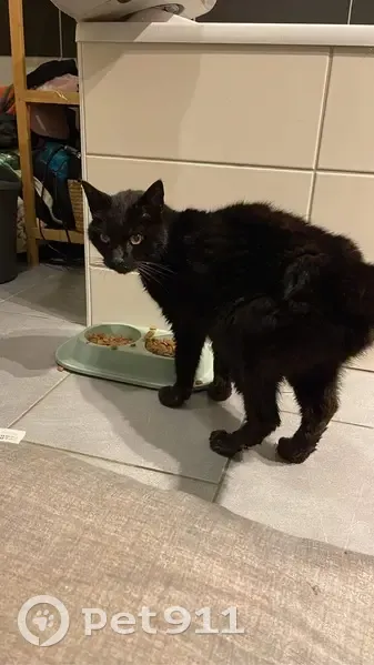 Chat trouvé maigre à Cussey - photo