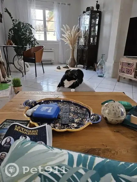 Chatte perdue à Pierrelatte - photo