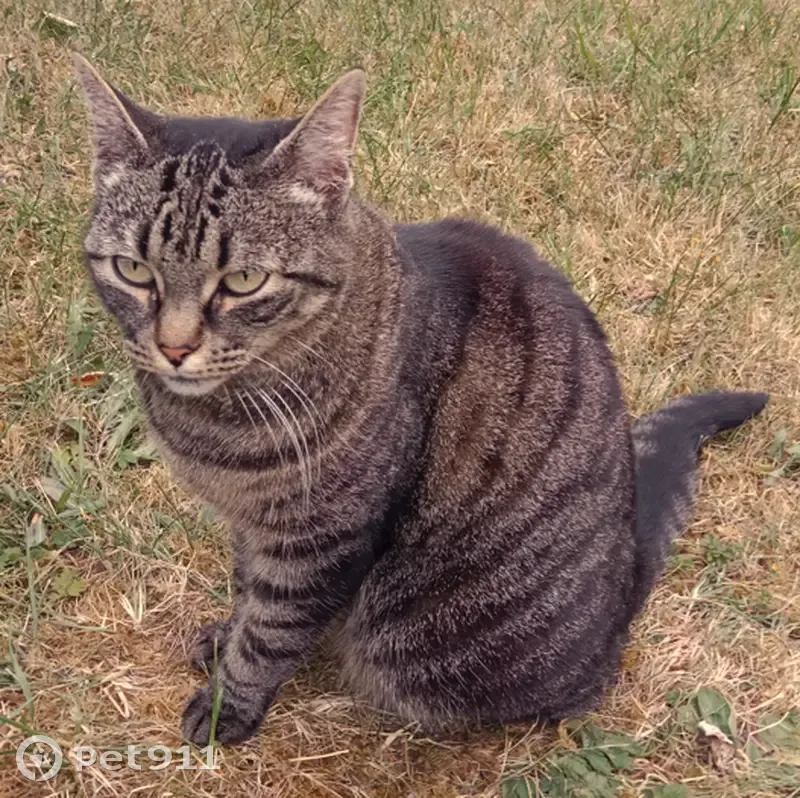 Chatte tigrée perdue à Liverdun - photo