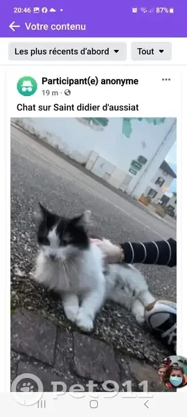 Chat noir et blanc trouvé près église - photo