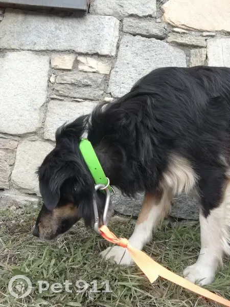 Chien croisé noir trouvé aux Menuires - photo