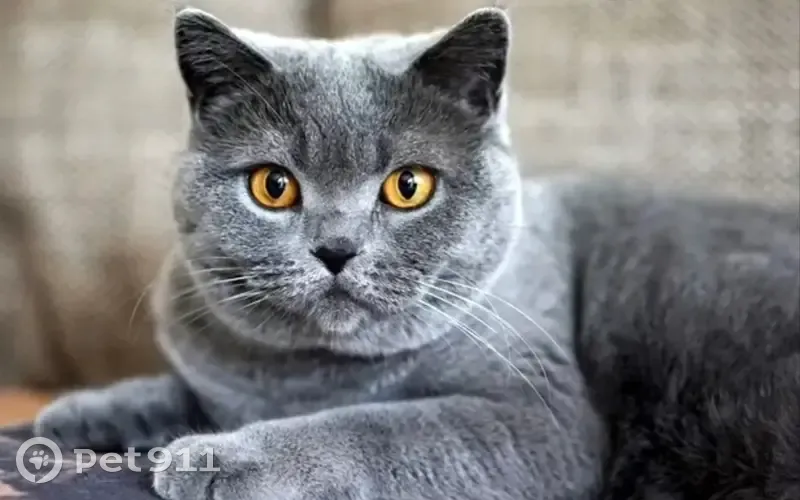 ALERTE: Chartreux Perdu à Mutzig - photo
