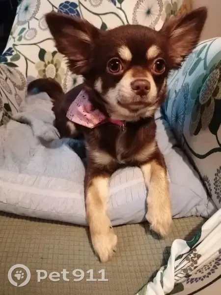 Chihuahua perdu à Lille, 19h30 - photo