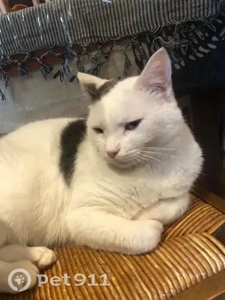 Chat blanc et gris perdu à Plérin - photo