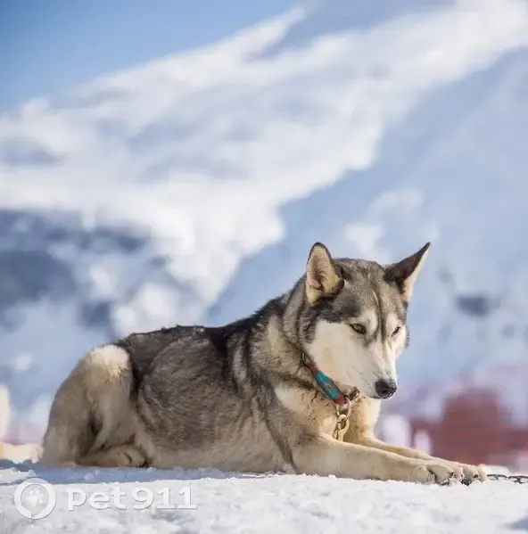 Perdue: Husky Mirabelle, Neuf-Église - photo