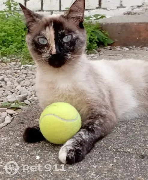 Avis de recherche: Chat perdu - photo