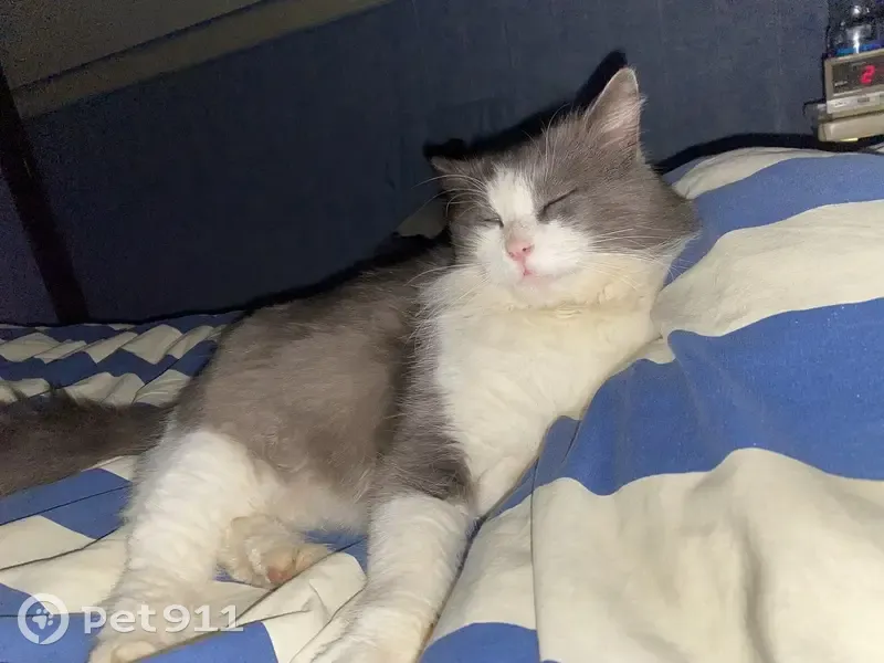 Bibou, chat perdu à Brive-la-Gaillarde - photo