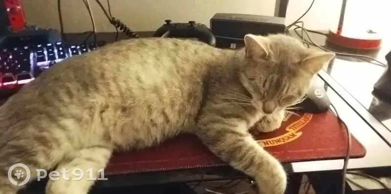 Chat sable femelle trouvé à Angoulême - photo