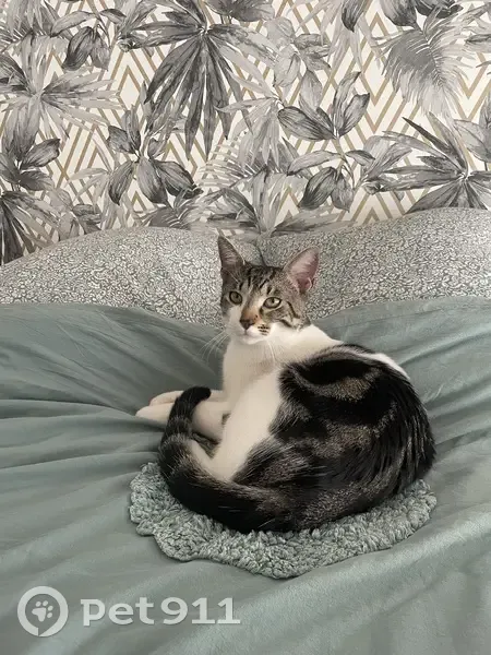 Chaton perdu à Besançon - photo