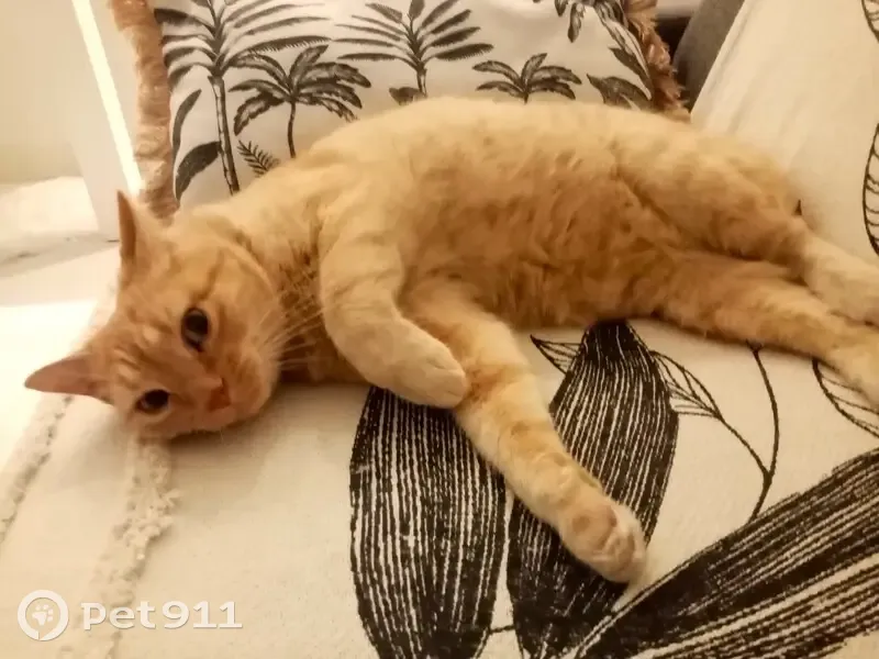 Chat caramel perdu à Nice - photo