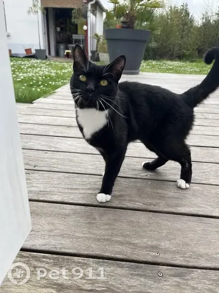 Chat noir/blanc trouvé à Nantes - photo
