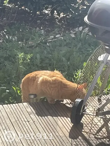 Chat roux trouvé à Saint-Sauveur - photo