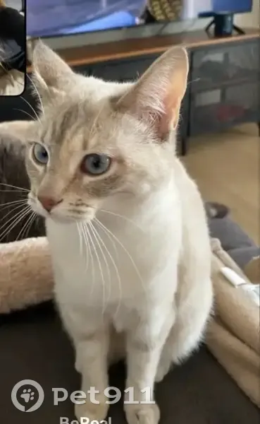 Chat crème perdu à Laillé - photo