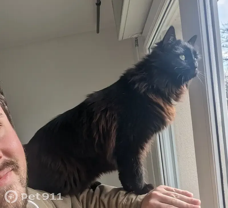 Chatte Minuy perdue à Feuguerolles - photo