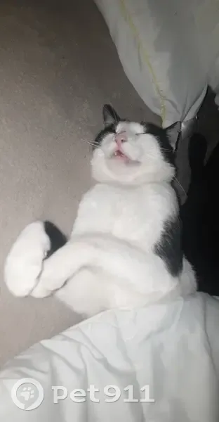Chat noir et blanc perdu à Moyeuvre - photo