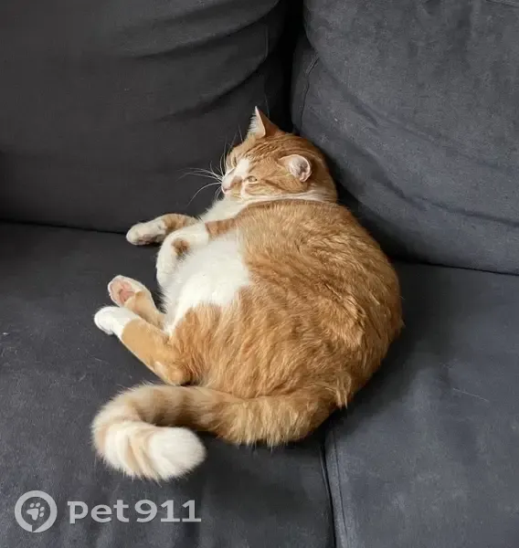 Simba, chat blanc/roux perdu - photo