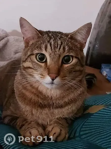 Chat gris tigré perdu à Mougins - photo