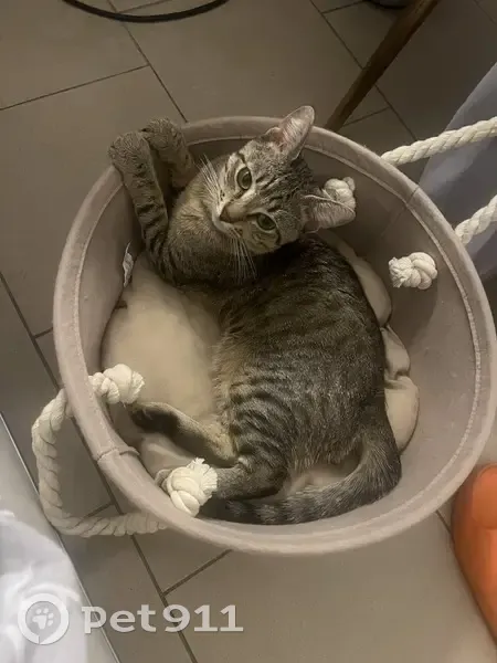 Chatte grise disparue à Tourcoing - photo