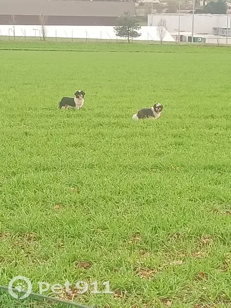 Chien errant et compagne à Jauldes - photo