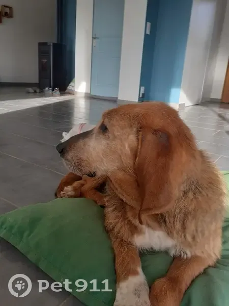 Chien griffon fauve trouvé à Monteils - photo