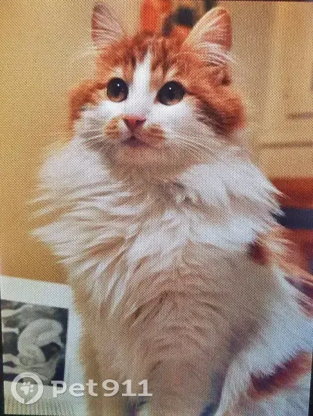 O'Maley, chat blanc/roux perdu - photo