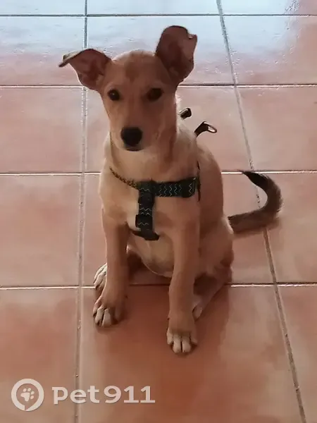Chien Berger croisé perdu - photo