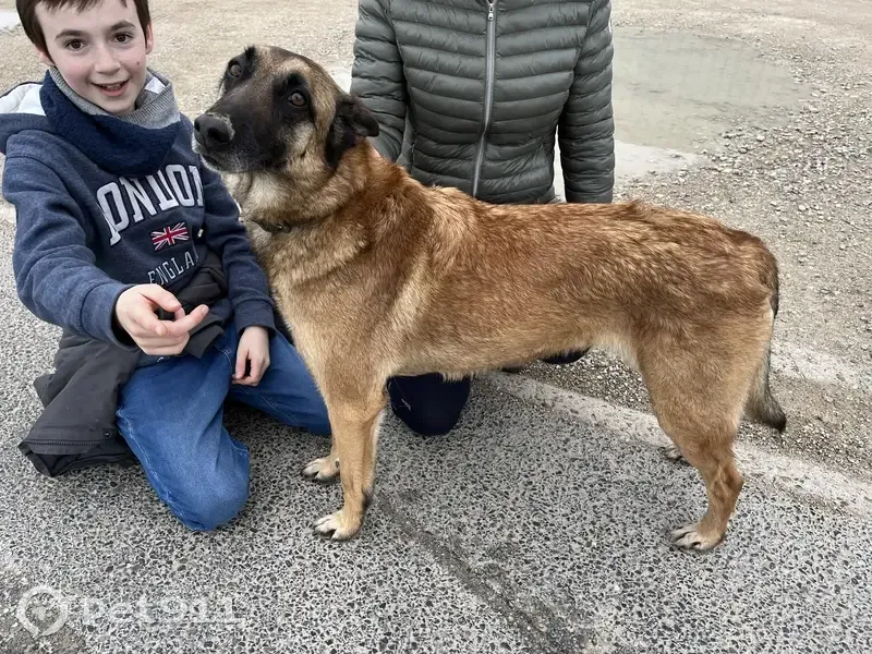 Chien Malinois perdu à Orcemont - photo