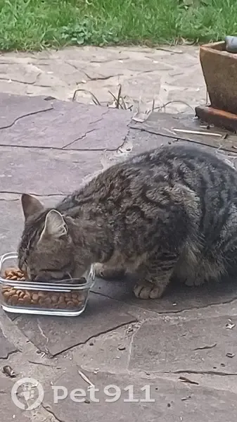 Chat trouvé à Drocourt, craintif - photo