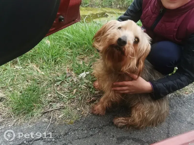 Chien sauvé sur route à Huismes - photo