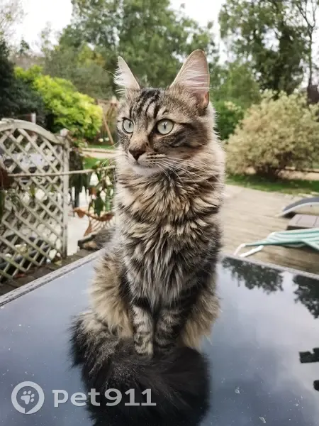 Chat tigré perdu à Pouy, 65 - photo