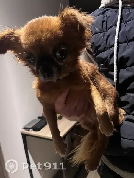 Chihuahua marron/noir perdu - Guignen - photo