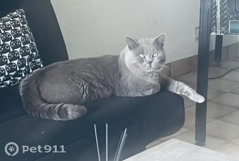 Chat chartreux perdu à Vallauris - photo