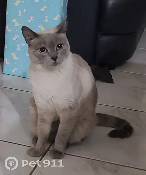 AVIS RECHERCHE: LILI CHATTE PERDUE - photo