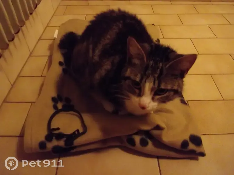 Chat perdu à Saumur retrouvé - photo
