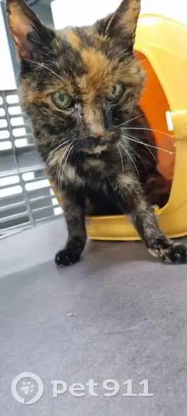 Chatte tricolore maigre trouvée - photo